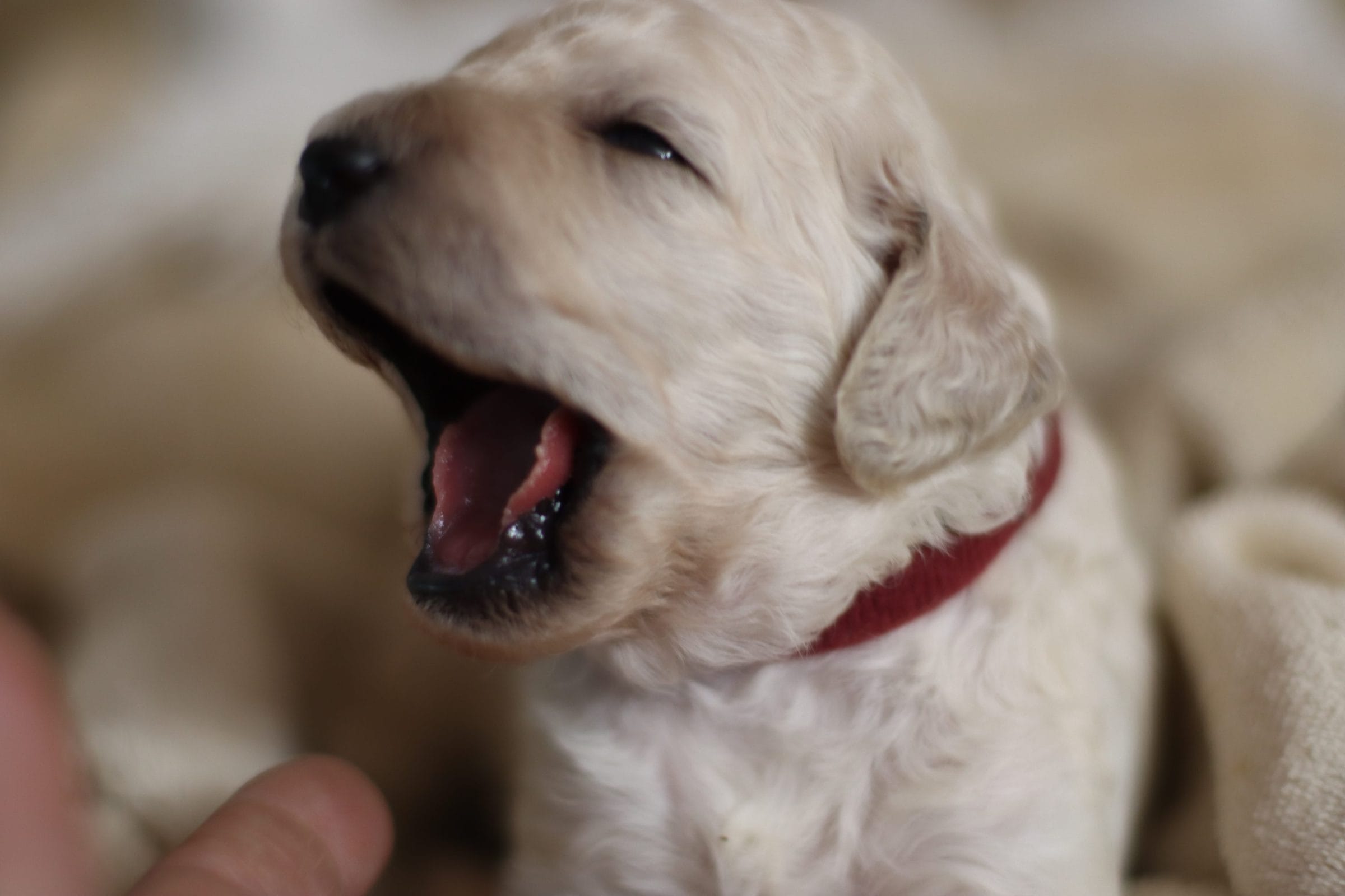 Standard poodle puppy for sale